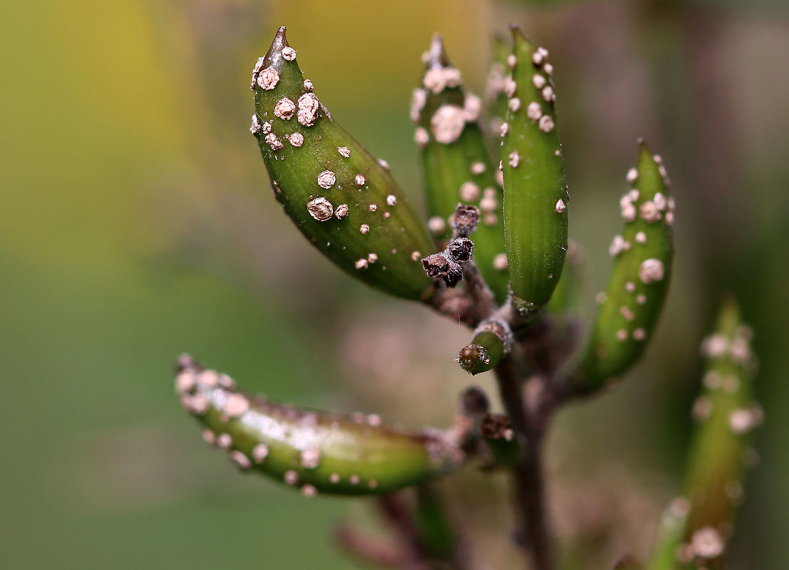 Unidentified Pestilence I have no idea what these spots are. Scale insects? Fungus? Dirt? This plant was covered.<br />
<br />
Habitat: Rural garden<br />
<figure class="photo"><a href="https://www.jungledragon.com/image/90529/unidentified_pestilence.html" title="Unidentified Pestilence"><img src="https://s3.amazonaws.com/media.jungledragon.com/images/3232/90529_thumb.jpg?AWSAccessKeyId=05GMT0V3GWVNE7GGM1R2&Expires=1767225610&Signature=HP5YN%2FUp201v84FKd4LJwpb9wqM%3D" width="152" height="152" alt="Unidentified Pestilence I have no idea what these spots are, maybe scale insects? This plant was covered.<br />
<br />
Habitat: Rural garden<br />
https://www.jungledragon.com/image/90528/unidentified_pestilence.html Geotagged,Summer,United States" /></a></figure> Geotagged,Summer,United States