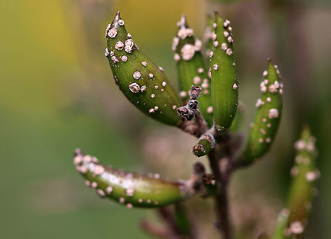Unidentified Pestilence I have no idea what these spots are. Scale insects? Fungus? Dirt? This plant was covered.

Habitat: Rural garden
https://www.jungledragon.com/image/90529/unidentified_pestilence.html Geotagged,Summer,United States