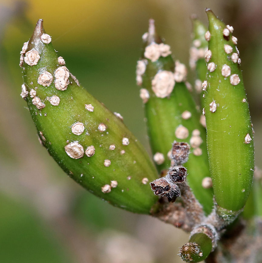 Unidentified Pestilence I have no idea what these spots are, maybe scale insects? This plant was covered.<br />
<br />
Habitat: Rural garden<br />
<figure class="photo"><a href="https://www.jungledragon.com/image/90528/unidentified_pestilence.html" title="Unidentified Pestilence"><img src="https://s3.amazonaws.com/media.jungledragon.com/images/3232/90528_thumb.jpg?AWSAccessKeyId=05GMT0V3GWVNE7GGM1R2&Expires=1767225610&Signature=hrdyh%2BL%2F1EQ62ST4eY5r%2BwCcgxc%3D" width="200" height="146" alt="Unidentified Pestilence I have no idea what these spots are. Scale insects? Fungus? Dirt? This plant was covered.<br />
<br />
Habitat: Rural garden<br />
https://www.jungledragon.com/image/90529/unidentified_pestilence.html Geotagged,Summer,United States" /></a></figure> Geotagged,Summer,United States