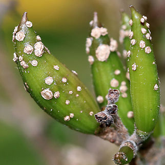 Unidentified Pestilence I have no idea what these spots are, maybe scale insects? This plant was covered.

Habitat: Rural garden
https://www.jungledragon.com/image/90528/unidentified_pestilence.html Geotagged,Summer,United States