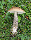 Birch Bolete - Leccinum scabrum Habitat: Growing in a grassy area along the edge of a forest.<br />
https://www.jungledragon.com/image/90531/birch_bolete_-_leccinum_scabrum.html Birch bolete,Geotagged,Leccinum,Leccinum scabrum,Summer,United States,bolete,mushroom