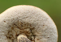 Birch Bolete - Leccinum scabrum The squiggles near the base of the stem are probably from insects.<br />
<br />
Habitat: Growing in a grassy area along the edge of a forest.<br />
https://www.jungledragon.com/image/90530/birch_bolete_-_leccinum_scabrum.html Birch bolete,Geotagged,Leccinum scabrum,Summer,United States