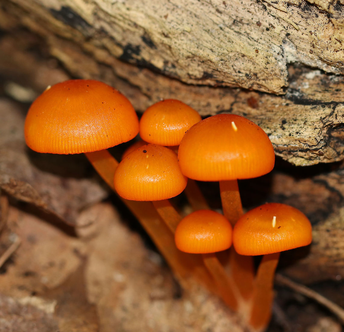 Orange Mycena - Mycena leaiana The cap, stem, and gills were all orange. <br />
<br />
Habitat: Rotting log in a mixed forest Geotagged,Mycena,Mycena leaiana,Orange mycena,Summer,United States,mushrooms
