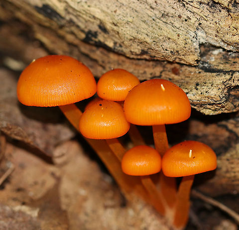 Orange Mycena - Mycena leaiana The cap, stem, and gills were all orange. 

Habitat: Rotting log in a mixed forest Geotagged,Mycena,Mycena leaiana,Orange mycena,Summer,United States,mushrooms