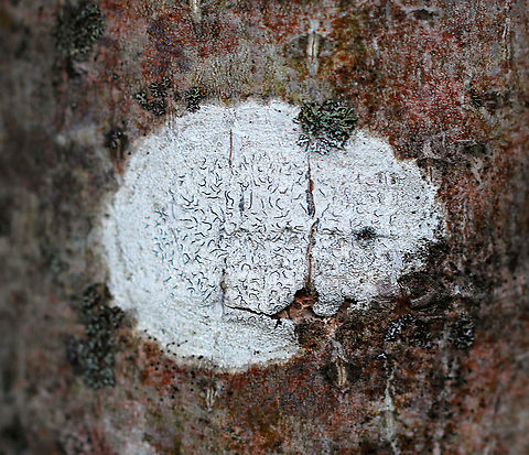 Script Lichen - Graphis scripta Substrate: Hardwood Geotagged,Graphis scripta,Summer,United States,lichen