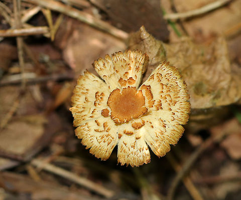 Mushroom - Inocybe sp. Nearly flat, fibrous cap with a brownish spot in the middle. Gills were brown and close/near distant. Stipe was caramel-colored and fibrous.

Habitat: Growing on the ground in a mixed forest.
https://www.jungledragon.com/image/90553/mushroom_-_inocybe_sp.html Geotagged,Summer,United States,inocybe,mushroom