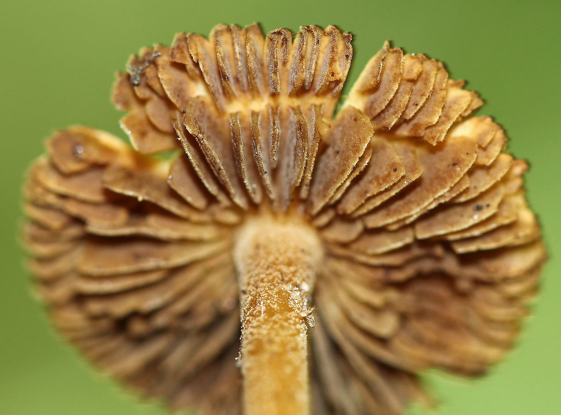 Mushroom - Inocybe sp. Nearly flat, fibrous cap with a brownish spot in the middle. Gills were brown and close/near distant. Stipe was caramel-colored and fibrous.<br />
<br />
Habitat: Growing on the ground in a mixed forest.<br />
<figure class="photo"><a href="https://www.jungledragon.com/image/90552/mushroom_-_inocybe_sp.html" title="Mushroom - Inocybe sp."><img src="https://s3.amazonaws.com/media.jungledragon.com/images/3232/90552_thumb.jpg?AWSAccessKeyId=05GMT0V3GWVNE7GGM1R2&Expires=1759968010&Signature=PByarUuh9XQ1Oxbbf2uM5QWdomQ%3D" width="200" height="168" alt="Mushroom - Inocybe sp. Nearly flat, fibrous cap with a brownish spot in the middle. Gills were brown and close/near distant. Stipe was caramel-colored and fibrous.<br />
<br />
Habitat: Growing on the ground in a mixed forest.<br />
https://www.jungledragon.com/image/90553/mushroom_-_inocybe_sp.html Geotagged,Summer,United States,inocybe,mushroom" /></a></figure> Geotagged,Summer,United States,fungus,gills,inocybe,mushroom