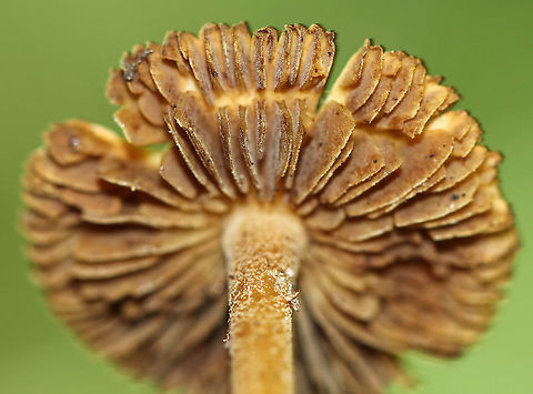 Mushroom - Inocybe sp. Nearly flat, fibrous cap with a brownish spot in the middle. Gills were brown and close/near distant. Stipe was caramel-colored and fibrous.

Habitat: Growing on the ground in a mixed forest.
https://www.jungledragon.com/image/90552/mushroom_-_inocybe_sp.html Geotagged,Summer,United States,fungus,gills,inocybe,mushroom