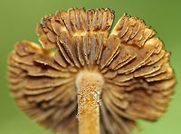 Mushroom - Inocybe sp. Nearly flat, fibrous cap with a brownish spot in the middle. Gills were brown and close/near distant. Stipe was caramel-colored and fibrous.<br />
<br />
Habitat: Growing on the ground in a mixed forest.<br />
https://www.jungledragon.com/image/90552/mushroom_-_inocybe_sp.html Geotagged,Summer,United States,fungus,gills,inocybe,mushroom