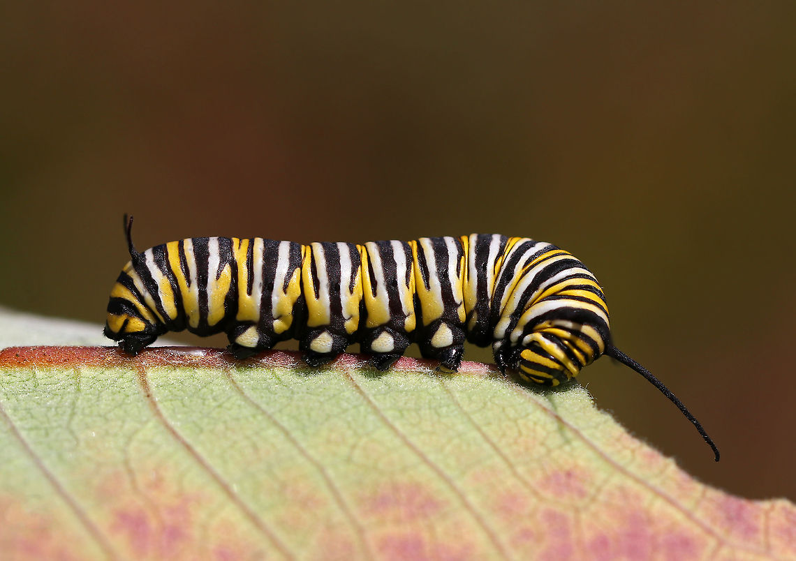 Monarch Caterpillar - Danaus plexippus I hope this caterpillar metamorphosed in time to migrate! Autumn in Vermont is not the place for a caterpillar.<br />
<br />
Habitat: Milkweed Danaus plexippus,Geotagged,Monarch butterfly,Summer,United States,caterpillar,larva,monarch,monarch caterpillar