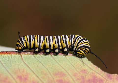 Monarch Caterpillar - Danaus plexippus I hope this caterpillar metamorphosed in time to migrate! Autumn in Vermont is not the place for a caterpillar.

Habitat: Milkweed Danaus plexippus,Geotagged,Monarch butterfly,Summer,United States,caterpillar,larva,monarch,monarch caterpillar