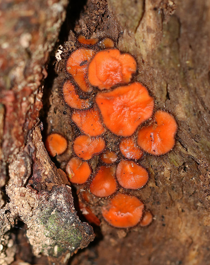 Eyelash Cup - Scutellinia scutellata Large, vibrant orange fungus with long hairs along the edges of the cups.<br />
<br />
Habitat: Rotting wood Eyelash cup,Geotagged,Scutellinia,Scutellinia scutellata,Summer,United States