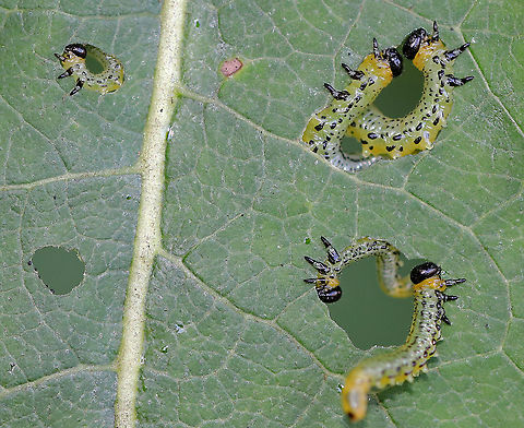 Sawfly Larvae - Nematus sp. They kind of look like N. calais, except that they don't have the yellow/orange spots along the length of their bodies.
Habitat: On willow (Salix sp.)  Geotagged,Summer,United States,larva,larvae,nematus,sawfly,sawfly larva