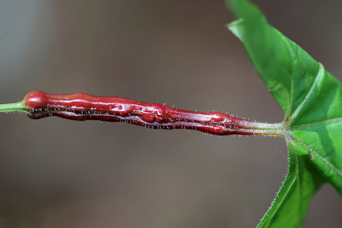 Grape Leaf Petiole Gall - Neolasioptera vitinea Neolasioptera vitinea is a gall midge that creates elongated swellings on petioles and leaf veins. Adults emerge from the galls in the spring.<br />
<br />
Habitat: On a grape leaf petiole Geotagged,Neolasioptera,Neolasioptera vitinea,Summer,United States,gall,gall midge,petiole gall