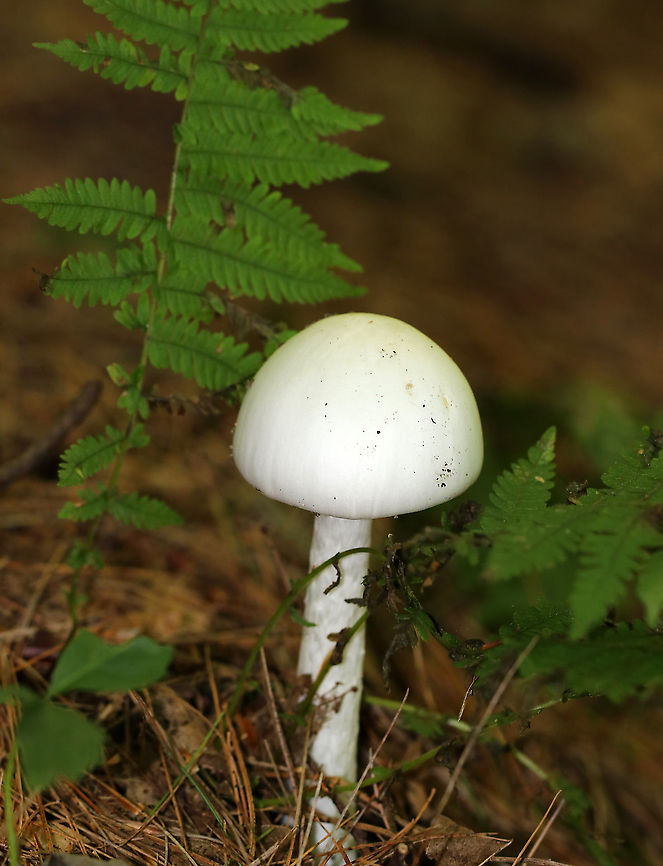 Destroying Angel - Amanita sect. Phalloideae, Amanita bisporigera Cap: White with a faint yellowish tint; smooth; conical<br />
Gills; white; crowded; free<br />
Stem: White; bulbous base with a well-developed sac; ring near top of the stem<br />
Habitat: Mixed forest<br />
<br />
If you eat this mushroom, you will most likely die. It&#039;s considered to be the deadliest mushroom in North America. <br />
<br />
Destroying Angels are abounding with mycotoxins. The main type of mycotoxin that they contain are called amatoxins. Destroying Angels can contain up to three kinds of amatoxins: beta-Amanitin, alpha-Amanitin, and/or gamma-Amanitin. None of these are good for you, but alpha-Amanitin is definitely the worst of the three. It gets easily absorbed into your body and only takes 0.1 mg for every kg of body weight to kill you. Since each mushroom contains up to 12 mg, it&#039;s pretty easy to get a deadly dose. Alpha-Amanitin is an insidious toxin as it prevents your body from copying DNA into new cells, which means your body can&#039;t make any new cells. There are three main stages after ingestion. The first is INCUBATION. This stage is asymptomatic and lasts from 6 -12 hours after eating the mushroom. The second stage is GASTROINTESTINAL. This stage is characterized by terrible stomach pain, vomiting, and diarrhea. It lasts for about 24 hours, after which time things calm down and you feel better for anywhere from 24-48 hours. This, however, is a false remission. The third stage is the CYTOTOXIC stage: This is when the mushroom truly begins to kill you. During this stage, your body will not able to replace dying cells because the toxin prevents you from transcribing DNA. This is bad news for your liver, because cell death and replacement happens very quickly in the liver. Over the next 24-48 hours, your liver will die. Once your liver dies, your kidneys will go as well. If untreated, you will probably die at this point. With treatment, many people usually die anyway unless they can get a liver transplant, or were able to obtain other heroic measures during the early stages of infection.  Amanita bisporigera,Amanita sect. Phalloideae,Destroying Angel,Eastern North American destroying angel,Geotagged,Summer,United States
