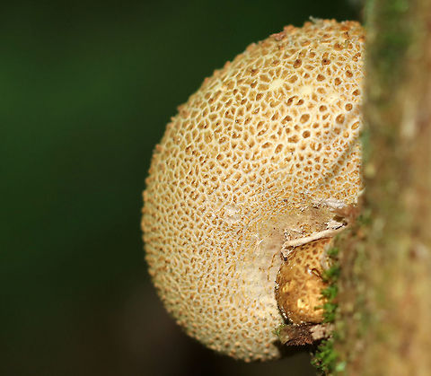 Pigskin Poison Puffball - Scleroderma citrinum Habitat: Rotting wood in a mixed forest Common Earthball,Geotagged,Pigskin Poison Puffball,Scleroderma citrinum,Summer,United States,earthball,puffball,scleroderma