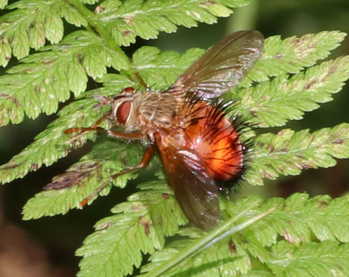 Tachinid Fly - Hystricia abrupta Not a great photo, but I love this fly! It was so very bristly! <br />
<br />
Habitat: Forest edge Geotagged,Hystricia abrupta,Summer,United States,fly,tachinid