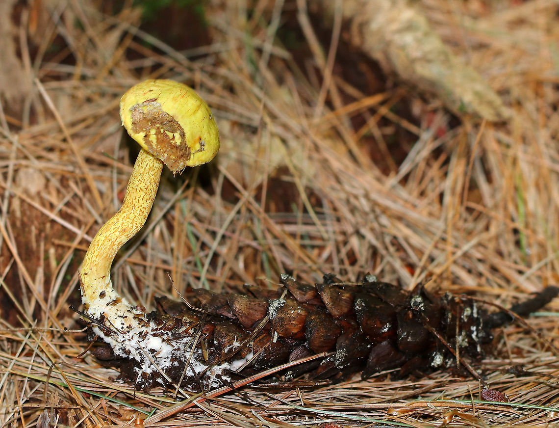 Chicken Fat Mushroom - Suillus americanus Yellow, nearly flat cap with reddish brown fibers. Yellow pores that bruised brownish. Stem was similar to the cap, but a bit more mottled. White basal mycelium and there was also some yellow guttation near the base. <br />
<br />
Habitat: Growing on a pine cone in a mostly coniferous forest.<br />
<figure class="photo"><a href="https://www.jungledragon.com/image/90612/chicken_fat_mushroom_-_suillus_americanus.html" title="Chicken Fat Mushroom - Suillus americanus"><img src="https://s3.amazonaws.com/media.jungledragon.com/images/3232/90612_thumb.jpg?AWSAccessKeyId=05GMT0V3GWVNE7GGM1R2&Expires=1759968010&Signature=vjjXR1DImKq9mCUneu3VFJHurW4%3D" width="142" height="152" alt="Chicken Fat Mushroom - Suillus americanus Yellow, nearly flat cap with reddish brown fibers. Yellow pores that bruised brownish. Stem was similar to the cap, but a bit more mottled. White basal mycelium and there was also some yellow guttation near the base.<br />
<br />
Habitat: Growing on a pine cone in a mostly coniferous forest.<br />
https://www.jungledragon.com/image/90611/chicken_fat_mushroom_-_suillus_americanus.html<br />
Chicken fat mushroom,Geotagged,Suillus americanus,Summer,United States" /></a></figure> Chicken fat mushroom,Geotagged,Suillus,Suillus americanus,Summer,United States