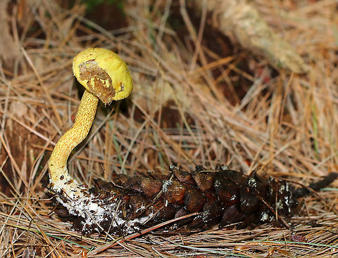 Chicken Fat Mushroom - Suillus americanus Yellow, nearly flat cap with reddish brown fibers. Yellow pores that bruised brownish. Stem was similar to the cap, but a bit more mottled. White basal mycelium and there was also some yellow guttation near the base. 

Habitat: Growing on a pine cone in a mostly coniferous forest.
https://www.jungledragon.com/image/90612/chicken_fat_mushroom_-_suillus_americanus.html Chicken fat mushroom,Geotagged,Suillus,Suillus americanus,Summer,United States