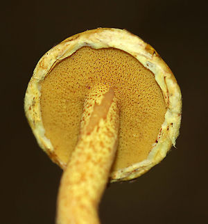 Chicken Fat Mushroom - Suillus americanus Yellow, nearly flat cap with reddish brown fibers. Yellow pores that bruised brownish. Stem was similar to the cap, but a bit more mottled. White basal mycelium and there was also some yellow guttation near the base.

Habitat: Growing on a pine cone in a mostly coniferous forest.
https://www.jungledragon.com/image/90611/chicken_fat_mushroom_-_suillus_americanus.html
 Chicken fat mushroom,Geotagged,Suillus americanus,Summer,United States