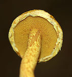 Chicken Fat Mushroom - Suillus americanus Yellow, nearly flat cap with reddish brown fibers. Yellow pores that bruised brownish. Stem was similar to the cap, but a bit more mottled. White basal mycelium and there was also some yellow guttation near the base.<br />
<br />
Habitat: Growing on a pine cone in a mostly coniferous forest.<br />
https://www.jungledragon.com/image/90611/chicken_fat_mushroom_-_suillus_americanus.html<br />
 Chicken fat mushroom,Geotagged,Suillus americanus,Summer,United States