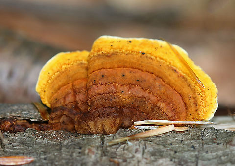 Conifer Mazegill - Gloeophyllum sepiarium Habitat: Mixed forest
https://www.jungledragon.com/image/90615/conifer_mazegill_-_gloeophyllum_sepiarium.html
https://www.jungledragon.com/image/90614/conifer_mazegill_-_gloeophyllum_sepiarium.html Geotagged,Gloeophyllum,Gloeophyllum sepiarium,Summer,United States,conifer mazegill