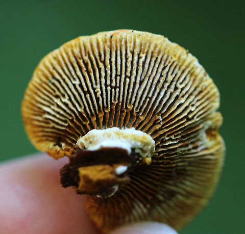 Conifer Mazegill - Gloeophyllum sepiarium Habitat: Mixed forest
https://www.jungledragon.com/image/90613/conifer_mazegill_-_gloeophyllum_sepiarium.html
https://www.jungledragon.com/image/90614/conifer_mazegill_-_gloeophyllum_sepiarium.html Geotagged,Gloeophyllum sepiarium,Summer,United States