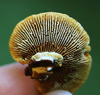 Conifer Mazegill - Gloeophyllum sepiarium Habitat: Mixed forest<br />
https://www.jungledragon.com/image/90613/conifer_mazegill_-_gloeophyllum_sepiarium.html<br />
https://www.jungledragon.com/image/90614/conifer_mazegill_-_gloeophyllum_sepiarium.html Geotagged,Gloeophyllum sepiarium,Summer,United States