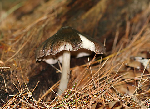 Deer Shield - Pluteus cervinus Cap: Brown center; convex with low umbo
Gills: White; crowded; pinkish tint
Stem: Whitish tan; fibrillose
Habitat: Rotting log in a mixed forest
https://www.jungledragon.com/image/90619/deer_shield_-_pluteus_cervinus.html Deer shield,Geotagged,Pluteus,Pluteus cervinus,Summer,United States