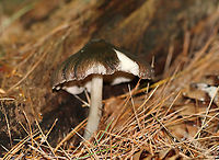 Deer Shield - Pluteus cervinus Cap: Brown center; convex with low umbo<br />
Gills: White; crowded; pinkish tint<br />
Stem: Whitish tan; fibrillose<br />
Habitat: Rotting log in a mixed forest<br />
https://www.jungledragon.com/image/90619/deer_shield_-_pluteus_cervinus.html Deer shield,Geotagged,Pluteus,Pluteus cervinus,Summer,United States