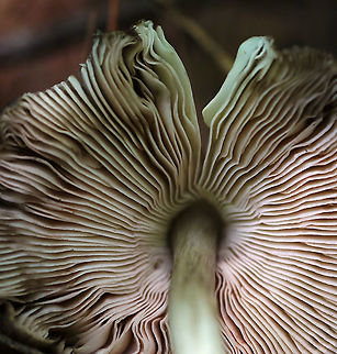 Deer Shield - Pluteus cervinus Cap: Brown center; convex with low umbo
Gills: White; crowded; pinkish tint
Stem: Whitish tan; fibrillose
Habitat: Rotting log in a mixed forest
https://www.jungledragon.com/image/90616/deer_shield_-_pluteus_cervinus.html Deer shield,Geotagged,Pluteus cervinus,Summer,United States