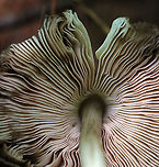 Deer Shield - Pluteus cervinus Cap: Brown center; convex with low umbo<br />
Gills: White; crowded; pinkish tint<br />
Stem: Whitish tan; fibrillose<br />
Habitat: Rotting log in a mixed forest<br />
https://www.jungledragon.com/image/90616/deer_shield_-_pluteus_cervinus.html Deer shield,Geotagged,Pluteus cervinus,Summer,United States