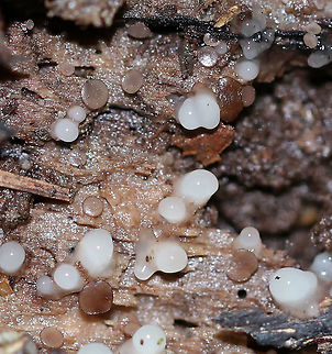 Helicogloea compressa I really want to know what the little, brown fungi are! The white blobs are the Helicogloea compressa .

Habitat: Rotting wood; mixed forest Geotagged,Helicogloea compressa,Leucogloea compressa,Summer,United States