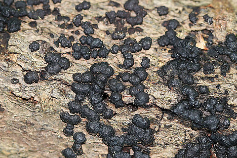 Hypoxylon fragiforme Habitat: Rotting log Geotagged,Hypoxylon fragiforme,Summer,United States