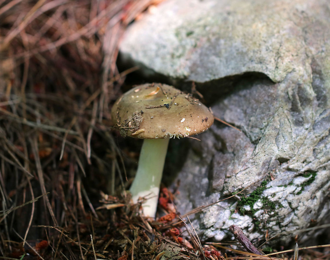 Mushroom - Russula sp. Cap was dry, broadly convex, and brown with a bit of olive coloring in the center. Gills were white/cream, attached, with short gills. Stem was white/cream-colored. Habitat: Growing on the ground in a mixed, but mostly coniferous forest. Geotagged,Russula,Summer,United States,mushroom