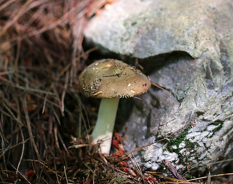 Mushroom - Russula sp. Cap was dry, broadly convex, and brown with a bit of olive coloring in the center. Gills were white/cream, attached, with short gills. Stem was white/cream-colored. Habitat: Growing on the ground in a mixed, but mostly coniferous forest. Geotagged,Russula,Summer,United States,mushroom