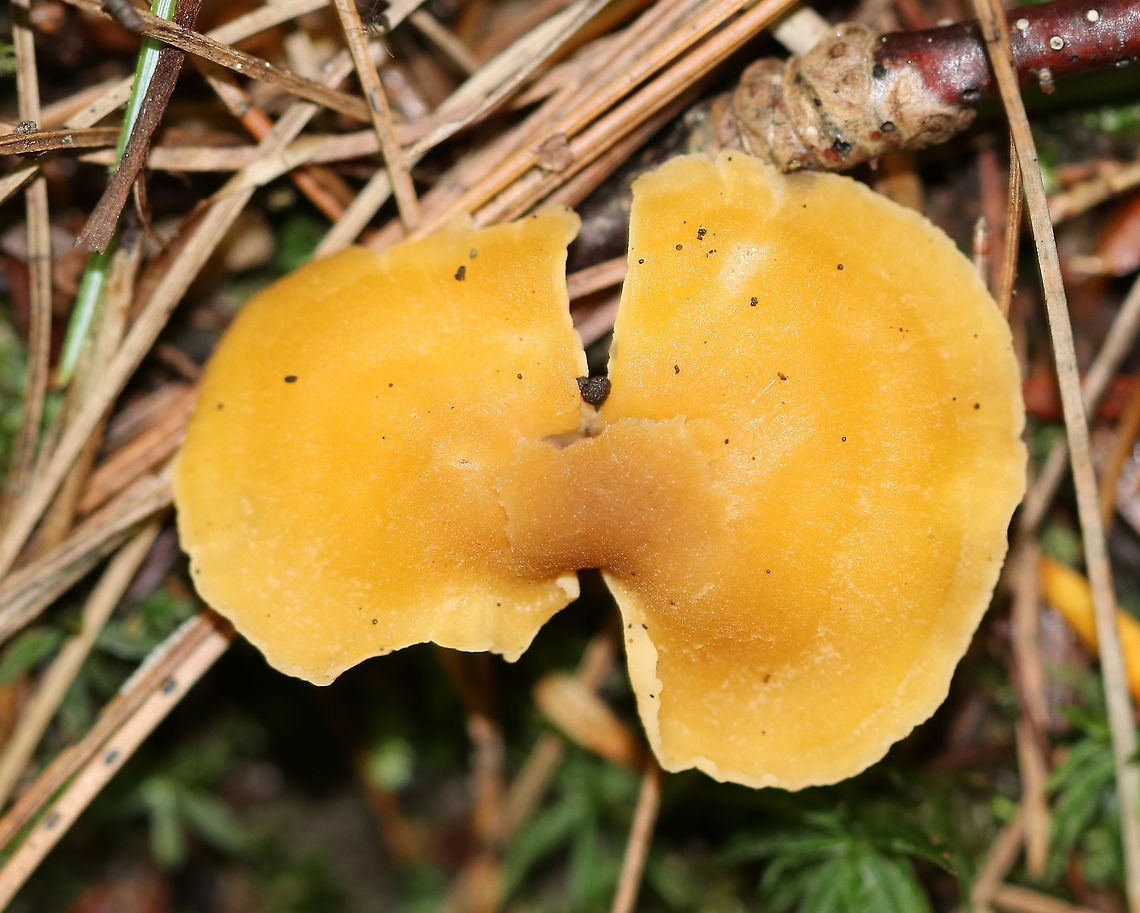Mushroom - Cantharellus sp. Habitat: Mostly coniferous forest<br />
<figure class="photo"><a href="https://www.jungledragon.com/image/90628/mushroom_-_cantharellus_sp.html" title="Mushroom - Cantharellus sp."><img src="https://s3.amazonaws.com/media.jungledragon.com/images/3232/90628_thumb.jpg?AWSAccessKeyId=05GMT0V3GWVNE7GGM1R2&Expires=1759968010&Signature=gcMPgbdor32JKh7yvm57%2BILx2M8%3D" width="152" height="152" alt="Mushroom - Cantharellus sp. Habitat: Mostly coniferous forest<br />
https://www.jungledragon.com/image/90627/mushroom_-_cantharellus_sp.html Geotagged,Summer,United States" /></a></figure> Cantharellus,Geotagged,Summer,United States,mushroom