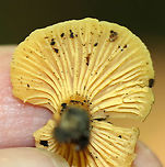 Mushroom - Cantharellus sp. Habitat: Mostly coniferous forest<br />
https://www.jungledragon.com/image/90627/mushroom_-_cantharellus_sp.html Geotagged,Summer,United States