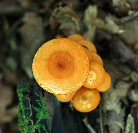 Orange Mycena - Mycena leaiana The cap, stem, and gills were all orange.

Habitat: Growing on rotting wood in a mixed forest. There was more than one cluster.
https://www.jungledragon.com/image/90631/orange_mycena_-_mycena_leaiana.html
https://www.jungledragon.com/image/90630/orange_mycena_-_mycena_leaiana.html Geotagged,Mycena leaiana,Orange mycena,Summer,United States,mycena