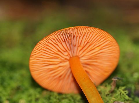 Orange Mycena - Mycena leaiana The cap, stem, and gills were all orange.

Habitat: Growing on rotting wood in a mixed forest. There was more than one cluster.
https://www.jungledragon.com/image/90629/orange_mycena_-_mycena_leaiana.html
https://www.jungledragon.com/image/90631/orange_mycena_-_mycena_leaiana.html Geotagged,Mycena leaiana,Orange mycena,Summer,United States