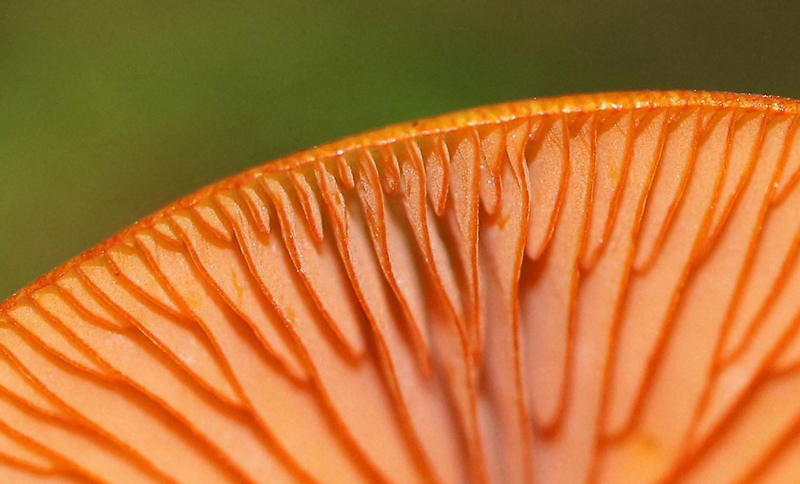 Orange Mycena - Mycena leaiana The cap, stem, and gills were all orange.<br />
<br />
Habitat: Growing on rotting wood in a mixed forest. There was more than one cluster.<br />
<figure class="photo"><a href="https://www.jungledragon.com/image/90629/orange_mycena_-_mycena_leaiana.html" title="Orange Mycena - Mycena leaiana"><img src="https://s3.amazonaws.com/media.jungledragon.com/images/3232/90629_thumb.jpg?AWSAccessKeyId=05GMT0V3GWVNE7GGM1R2&Expires=1770854410&Signature=DmLTlwVWtjRtIhWh5Cxunh3KFOg%3D" width="200" height="192" alt="Orange Mycena - Mycena leaiana The cap, stem, and gills were all orange.<br />
<br />
Habitat: Growing on rotting wood in a mixed forest. There was more than one cluster.<br />
https://www.jungledragon.com/image/90631/orange_mycena_-_mycena_leaiana.html<br />
https://www.jungledragon.com/image/90630/orange_mycena_-_mycena_leaiana.html Geotagged,Mycena leaiana,Orange mycena,Summer,United States,mycena" /></a></figure><br />
<figure class="photo"><a href="https://www.jungledragon.com/image/90630/orange_mycena_-_mycena_leaiana.html" title="Orange Mycena - Mycena leaiana"><img src="https://s3.amazonaws.com/media.jungledragon.com/images/3232/90630_thumb.jpg?AWSAccessKeyId=05GMT0V3GWVNE7GGM1R2&Expires=1770854410&Signature=1yVZbo6MlhdzZIDEbxCRFXHqwZ4%3D" width="200" height="150" alt="Orange Mycena - Mycena leaiana The cap, stem, and gills were all orange.<br />
<br />
Habitat: Growing on rotting wood in a mixed forest. There was more than one cluster.<br />
https://www.jungledragon.com/image/90629/orange_mycena_-_mycena_leaiana.html<br />
https://www.jungledragon.com/image/90631/orange_mycena_-_mycena_leaiana.html Geotagged,Mycena leaiana,Orange mycena,Summer,United States" /></a></figure> Geotagged,Mycena leaiana,Orange mycena,Summer,United States