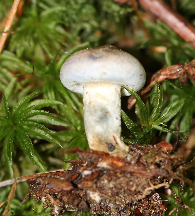 Indigo Milk Cap - Lactarius indigo **I have been nearly desperate to find this mushroom for years now. This is my very first! It was tiny and not as impressive as the larger ones, but it was still really cool!<br />
<br />
This mushroom was tiny. The cap was grayish with a bit of brown. When handled, it bruised green. When cut, the flesh quickly bruised blue. <br />
<br />
Habitat: Growing in moss in a mixed forest.<br />
<figure class="photo"><a href="https://www.jungledragon.com/image/90633/indigo_milk_cap_-_lactarius_indigo.html" title="Indigo Milk Cap - Lactarius indigo"><img src="https://s3.amazonaws.com/media.jungledragon.com/images/3232/90633_thumb.jpg?AWSAccessKeyId=05GMT0V3GWVNE7GGM1R2&Expires=1759968010&Signature=BMgjJu0RJlx4LHjVCxn7aC3sNFo%3D" width="200" height="190" alt="Indigo Milk Cap - Lactarius indigo **I have been nearly desperate to find this mushroom for years now. This is my very first! It was tiny and not as impressive as the larger ones, but it was still really cool!<br />
<br />
This mushroom was tiny. The cap was grayish with a bit of brown. When handled, it bruised green. When cut, the flesh quickly bruised blue.<br />
<br />
Habitat: Growing in moss in a mixed forest.<br />
https://www.jungledragon.com/image/90634/indigo_milk_cap_-_lactarius_indigo.html<br />
https://www.jungledragon.com/image/90632/indigo_milk_cap_-_lactarius_indigo.html Geotagged,Indigo milk cap,Lactarius indigo,Summer,United States" /></a></figure><br />
<figure class="photo"><a href="https://www.jungledragon.com/image/90634/indigo_milk_cap_-_lactarius_indigo.html" title="Indigo Milk Cap - Lactarius indigo"><img src="https://s3.amazonaws.com/media.jungledragon.com/images/3232/90634_thumb.jpg?AWSAccessKeyId=05GMT0V3GWVNE7GGM1R2&Expires=1759968010&Signature=AHxQURNjm41c5fpdtAqKBrwNEeo%3D" width="200" height="190" alt="Indigo Milk Cap - Lactarius indigo **I have been nearly desperate to find this mushroom for years now. This is my very first! It was tiny and not as impressive as the larger ones, but it was still really cool!<br />
<br />
This mushroom was tiny. The cap was grayish with a bit of brown. When handled, it bruised green. When cut, the flesh quickly bruised blue.<br />
<br />
Habitat: Growing in moss in a mixed forest.<br />
https://www.jungledragon.com/image/90632/indigo_milk_cap_-_lactarius_indigo.html<br />
https://www.jungledragon.com/image/90633/indigo_milk_cap_-_lactarius_indigo.html Geotagged,Indigo milk cap,Lactarius indigo,Summer,United States" /></a></figure> Geotagged,Indigo milk cap,Lactarius indigo,Summer,United States