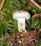 Indigo Milk Cap - Lactarius indigo **I have been nearly desperate to find this mushroom for years now. This is my very first! It was tiny and not as impressive as the larger ones, but it was still really cool!<br />
<br />
This mushroom was tiny. The cap was grayish with a bit of brown. When handled, it bruised green. When cut, the flesh quickly bruised blue. <br />
<br />
Habitat: Growing in moss in a mixed forest.<br />
https://www.jungledragon.com/image/90633/indigo_milk_cap_-_lactarius_indigo.html<br />
https://www.jungledragon.com/image/90634/indigo_milk_cap_-_lactarius_indigo.html Geotagged,Indigo milk cap,Lactarius indigo,Summer,United States
