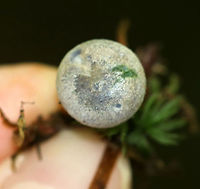 Indigo Milk Cap - Lactarius indigo **I have been nearly desperate to find this mushroom for years now. This is my very first! It was tiny and not as impressive as the larger ones, but it was still really cool!<br />
<br />
This mushroom was tiny. The cap was grayish with a bit of brown. When handled, it bruised green. When cut, the flesh quickly bruised blue.<br />
<br />
Habitat: Growing in moss in a mixed forest.<br />
https://www.jungledragon.com/image/90634/indigo_milk_cap_-_lactarius_indigo.html<br />
https://www.jungledragon.com/image/90632/indigo_milk_cap_-_lactarius_indigo.html Geotagged,Indigo milk cap,Lactarius indigo,Summer,United States