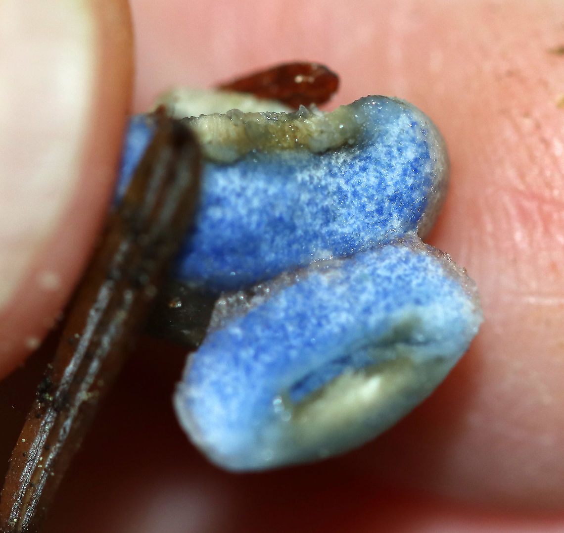 Indigo Milk Cap - Lactarius indigo **I have been nearly desperate to find this mushroom for years now. This is my very first! It was tiny and not as impressive as the larger ones, but it was still really cool!<br />
<br />
This mushroom was tiny. The cap was grayish with a bit of brown. When handled, it bruised green. When cut, the flesh quickly bruised blue.<br />
<br />
Habitat: Growing in moss in a mixed forest.<br />
<figure class="photo"><a href="https://www.jungledragon.com/image/90632/indigo_milk_cap_-_lactarius_indigo.html" title="Indigo Milk Cap - Lactarius indigo"><img src="https://s3.amazonaws.com/media.jungledragon.com/images/3232/90632_thumb.jpg?AWSAccessKeyId=05GMT0V3GWVNE7GGM1R2&Expires=1767225610&Signature=MKwtjJXpJxe4iL6NMZS%2Blj3CQDE%3D" width="138" height="152" alt="Indigo Milk Cap - Lactarius indigo **I have been nearly desperate to find this mushroom for years now. This is my very first! It was tiny and not as impressive as the larger ones, but it was still really cool!<br />
<br />
This mushroom was tiny. The cap was grayish with a bit of brown. When handled, it bruised green. When cut, the flesh quickly bruised blue. <br />
<br />
Habitat: Growing in moss in a mixed forest.<br />
https://www.jungledragon.com/image/90633/indigo_milk_cap_-_lactarius_indigo.html<br />
https://www.jungledragon.com/image/90634/indigo_milk_cap_-_lactarius_indigo.html Geotagged,Indigo milk cap,Lactarius indigo,Summer,United States" /></a></figure><br />
<figure class="photo"><a href="https://www.jungledragon.com/image/90633/indigo_milk_cap_-_lactarius_indigo.html" title="Indigo Milk Cap - Lactarius indigo"><img src="https://s3.amazonaws.com/media.jungledragon.com/images/3232/90633_thumb.jpg?AWSAccessKeyId=05GMT0V3GWVNE7GGM1R2&Expires=1767225610&Signature=5Ty6XiVhZVo2vaj0pb6zsaocMD8%3D" width="200" height="190" alt="Indigo Milk Cap - Lactarius indigo **I have been nearly desperate to find this mushroom for years now. This is my very first! It was tiny and not as impressive as the larger ones, but it was still really cool!<br />
<br />
This mushroom was tiny. The cap was grayish with a bit of brown. When handled, it bruised green. When cut, the flesh quickly bruised blue.<br />
<br />
Habitat: Growing in moss in a mixed forest.<br />
https://www.jungledragon.com/image/90634/indigo_milk_cap_-_lactarius_indigo.html<br />
https://www.jungledragon.com/image/90632/indigo_milk_cap_-_lactarius_indigo.html Geotagged,Indigo milk cap,Lactarius indigo,Summer,United States" /></a></figure> Geotagged,Indigo milk cap,Lactarius indigo,Summer,United States