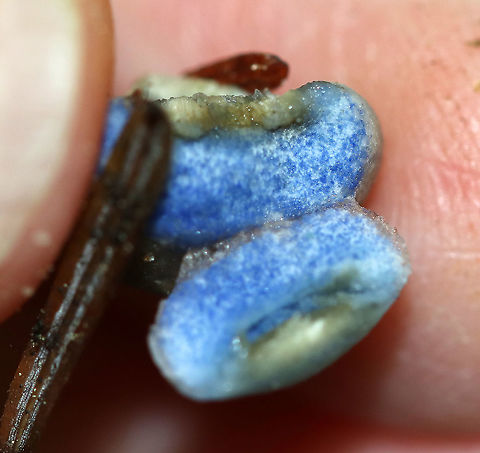 Indigo Milk Cap - Lactarius indigo **I have been nearly desperate to find this mushroom for years now. This is my very first! It was tiny and not as impressive as the larger ones, but it was still really cool!

This mushroom was tiny. The cap was grayish with a bit of brown. When handled, it bruised green. When cut, the flesh quickly bruised blue.

Habitat: Growing in moss in a mixed forest.
https://www.jungledragon.com/image/90632/indigo_milk_cap_-_lactarius_indigo.html
https://www.jungledragon.com/image/90633/indigo_milk_cap_-_lactarius_indigo.html Geotagged,Indigo milk cap,Lactarius indigo,Summer,United States