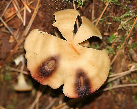 Slug Damage to Mushroom The two, elongated holes in the lower part of this mushroom's cap are likely from slugs feeding on it.

Habitat: Mixed forest Geotagged,Summer,United States,mushroom,signs of wildlife,slug damage