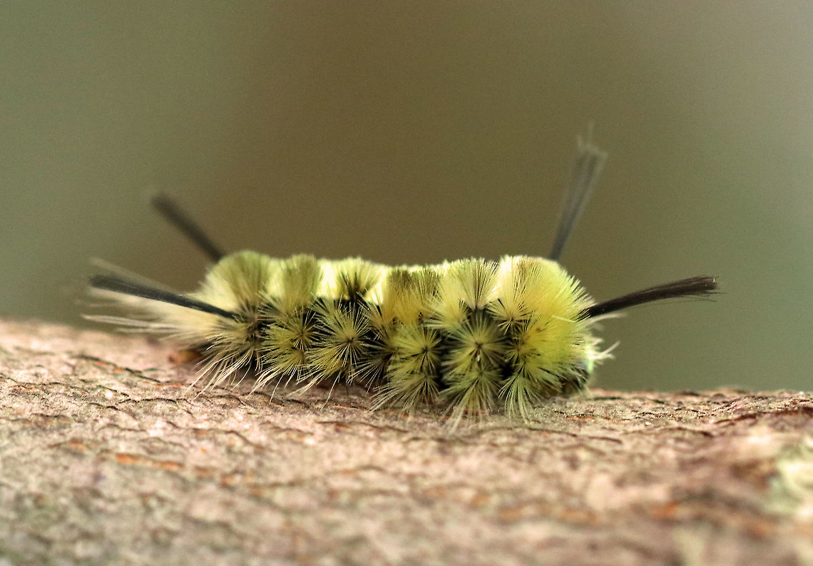 Banded Tussock Moth Caterpillar - Halysidota tessellaris Habitat: Mixed forest Banded tussock moth,Geotagged,Halysidota tessellaris,Summer,United States,caterpillar,larva