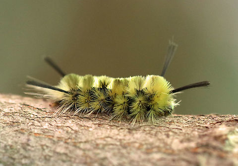 Banded Tussock Moth Caterpillar - Halysidota tessellaris Habitat: Mixed forest Banded tussock moth,Geotagged,Halysidota tessellaris,Summer,United States,caterpillar,larva