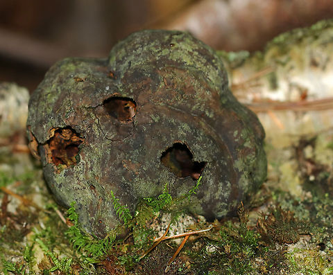 Fomes excavatus Very old and rotten, but it made a nice home for the ants that had taken it over.

Habitat: Birch log Fomes excavatus,Geotagged,Summer,United States,fomes